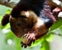 Malabar Giant Squirrel Eating a Guava | Photo Story from Masinag