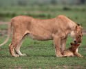 awesomely-cute-lions-671