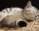 awesomely-snoozing-animals-611