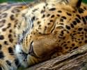 awesomely-snoozing-animals-623