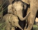Indian Elephants with young ones,Corbett National Park, India.