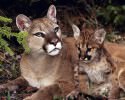 awesomely-cute-wild-cats-884