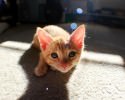 awesomely-cute-kitten-1487