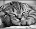 awesomely-cute-kitten-1498