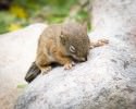 awesomelycute-baby-squirrel-rescue-1521
