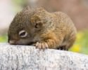 awesomelycute-baby-squirrel-rescue-1522