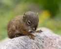 awesomelycute-baby-squirrel-rescue-1524