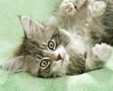 super-cute-kitten-pictures-awesomelycute-com-1541