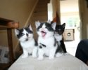 cute-kittens-awesomelycute-com-1548