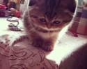 cute-kittens-awesomelycute-com-1553