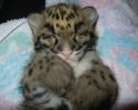 cute-kittens-awesomelycute-com-1554