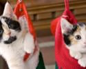 cute-kittens-awesomelycute-com-1557