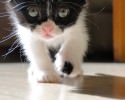 super-cute-kittens-awesomelycute-com-1610
