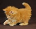 super-cute-kittens-awesomelycute-com-1612