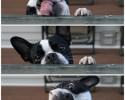 awesomelycute-com-funny-animal-moments-1781