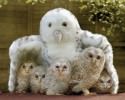 cute-animals-awesomelycute-com-17472