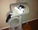 funny-cat-moments-awesomelycute-com-17487