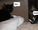 funny-cat-moments-awesomelycute-com-17497