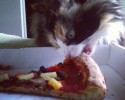 funny-cat-moments-awesomelycute-com-17510