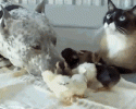 funny-cats-animated-gif-awesomelycute-com-1746