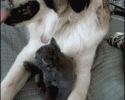 funny-cats-animated-gif-awesomelycute-com-1748