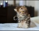 super-cute-kitten-awesomelycute-com-1824