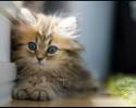 super-cute-kitten-awesomelycute-com-1825