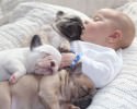 dog-and-baby-pictures-2042