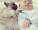 dog-and-baby-pictures-2046