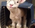 animals-with-a-genuine-smile-awesomelycute-com-2445