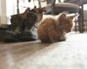 cheeto-the-stray-kitten-awesomelycute-com-2507