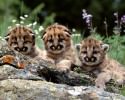 cute-baby-animals-2425
