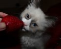 cute-cats-awesomelycute-com-2403