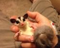 cute-animals-awesomelycute-com-2643