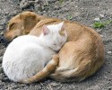 animals-using-each-other-as-pillows-3016