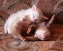 animals-using-each-other-as-pillows-3020