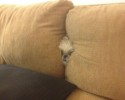 animals-who-love-to-play-hide-and-seek-2884