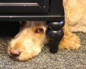 animals-who-love-to-play-hide-and-seek-2887