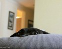 animals-who-love-to-play-hide-and-seek-2888