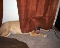 animals-who-love-to-play-hide-and-seek-2894