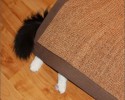animals-who-love-to-play-hide-and-seek-2895