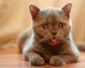 cute-animals-with-tongue-sticking-out-2909