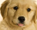 cute-animals-with-tongue-sticking-out-2920