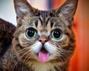cute-animals-with-tongue-sticking-out-2921