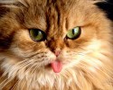 cute-animals-with-tongue-sticking-out-2922
