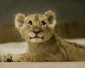 cutest-wild-animals-2927