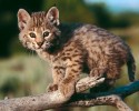 cutest-wild-animals-2931