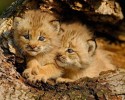 cutest-wild-animals-2933