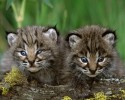 cutest-wild-animals-2934