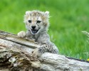 cutest-wild-animals-2940